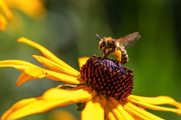 Bee on Black Eyed Susan Flower
Garden, Tigard OR